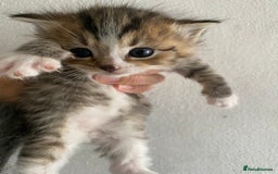 RagaMuffin cats for sale: Beautiful Ragdoll kittens  - Image 20
