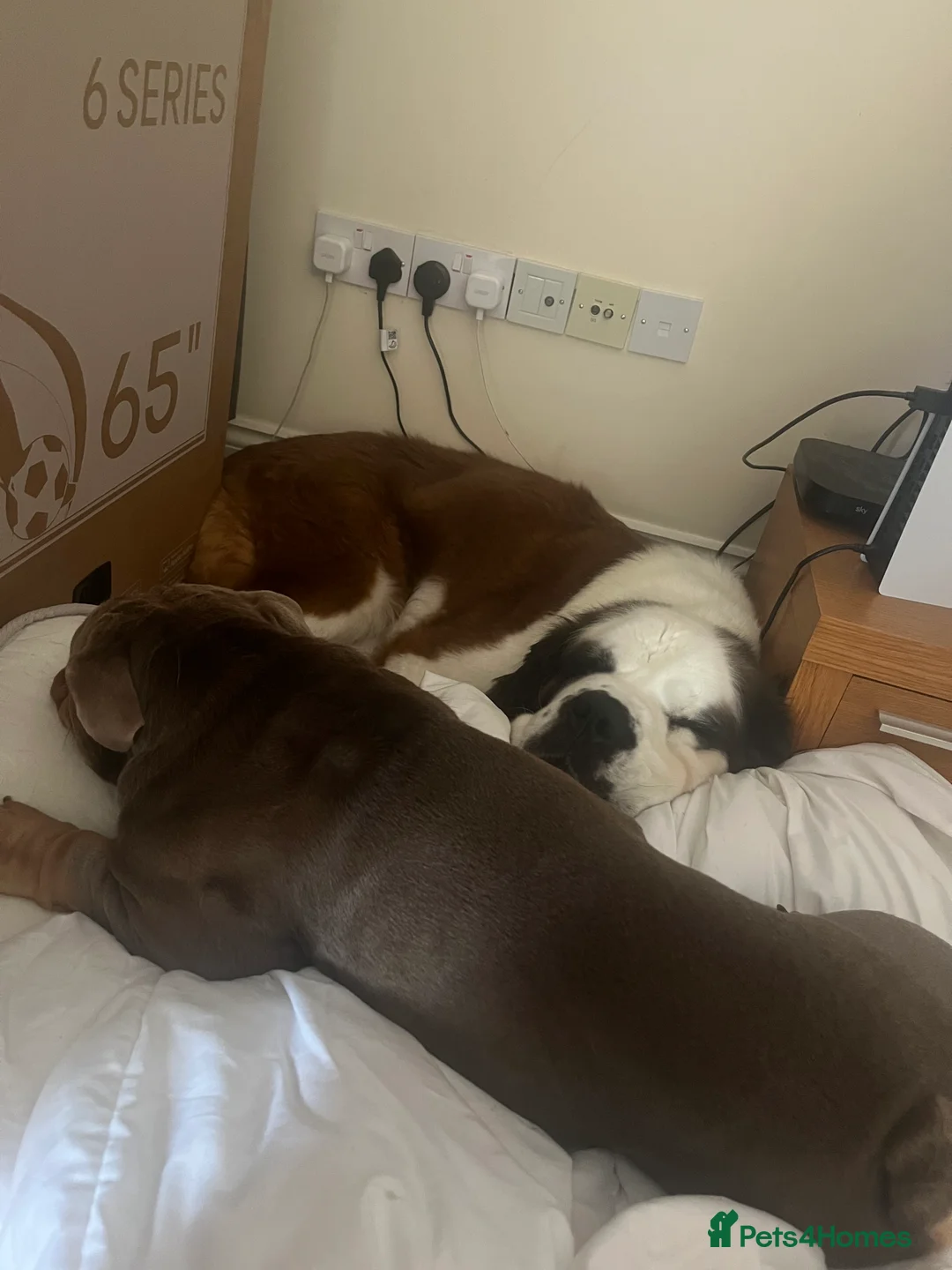 Saint Bernard dogs for sale: At Bernard  - Advert 4