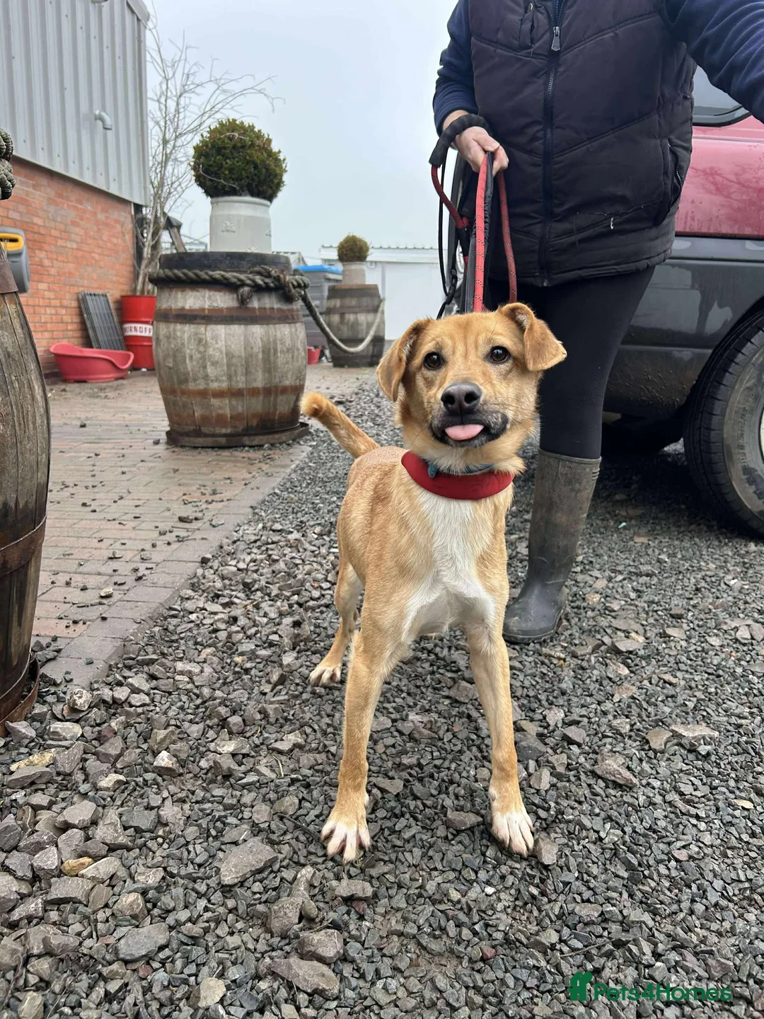 Mixed Breed dogs for adoption: OSCAR - Advert 2