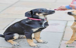 Mixed Breed dogs for adoption: Sweet Stella - reserved - Advert 7