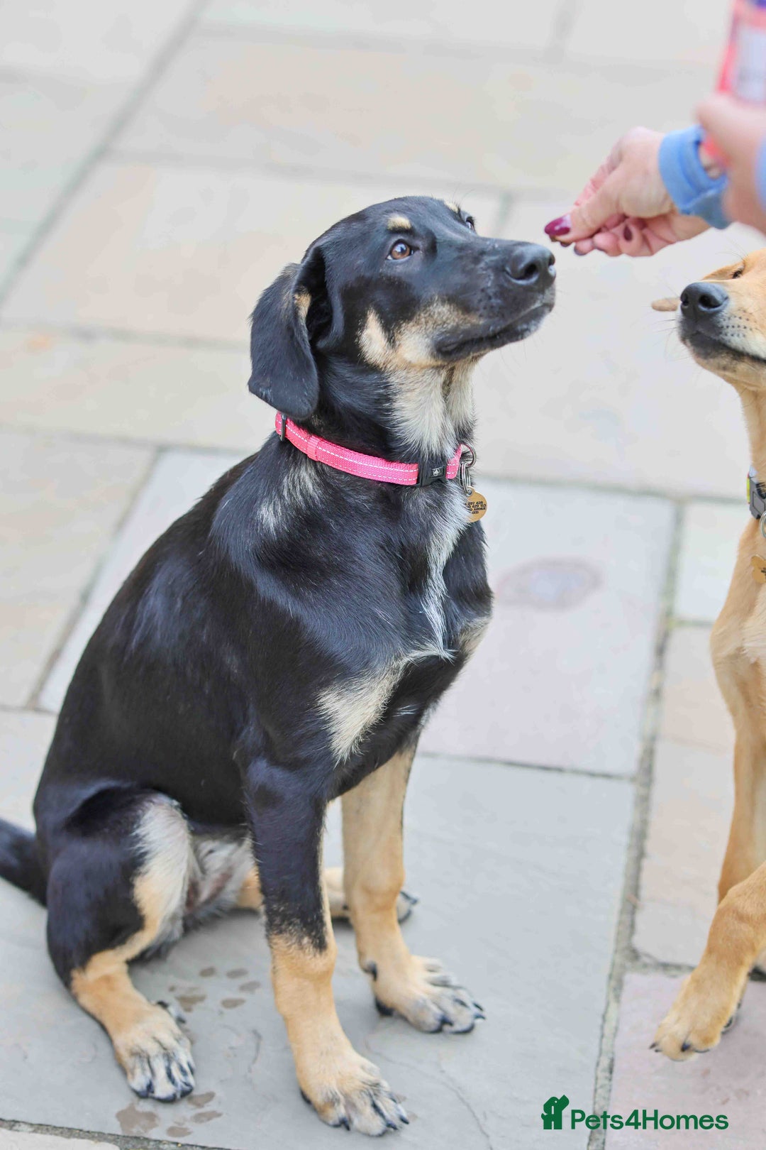 Mixed Breed dogs for adoption: Sweet Stella - reserved - Advert 7