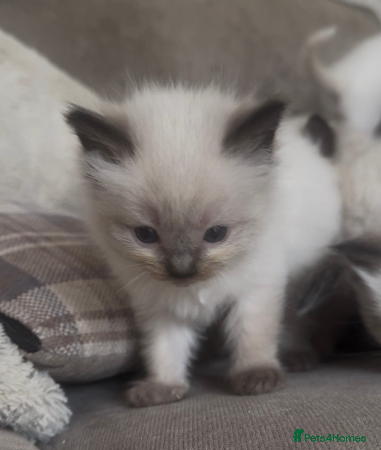 Ragdoll cats Beautiful GCCF champion ragdolls  - Advert 1