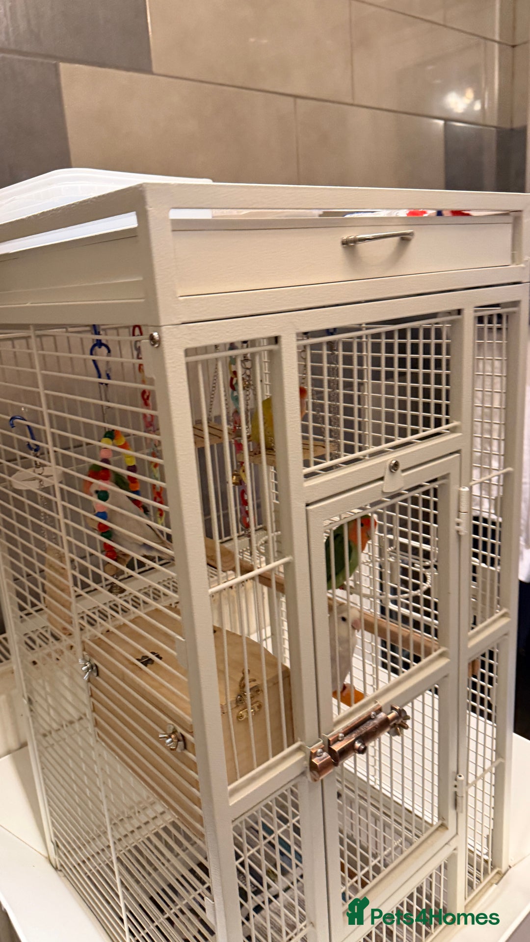 Lovebirds birds for sale: Love birds - Advert 6