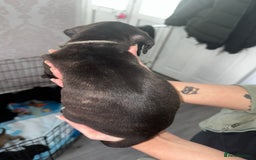 Mixed Breed dogs for sale: Cane corso X staff - Image 25