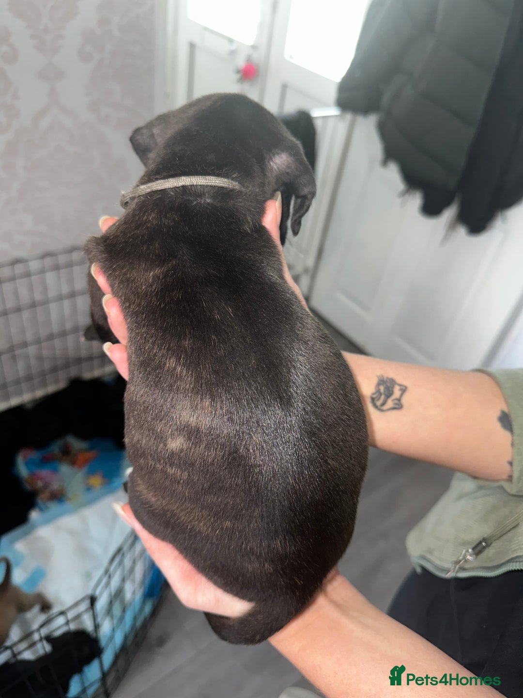 Mixed Breed dogs for sale: Cane corso X staff - Image 25