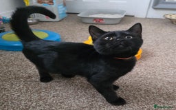 Mixed Breed cats for sale: LEFT ONE GIRL Beautiful Mixed British SH Kitten - Image 10