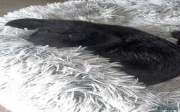 Mixed Breed dogs for sale: Doxiepoos - Image 13