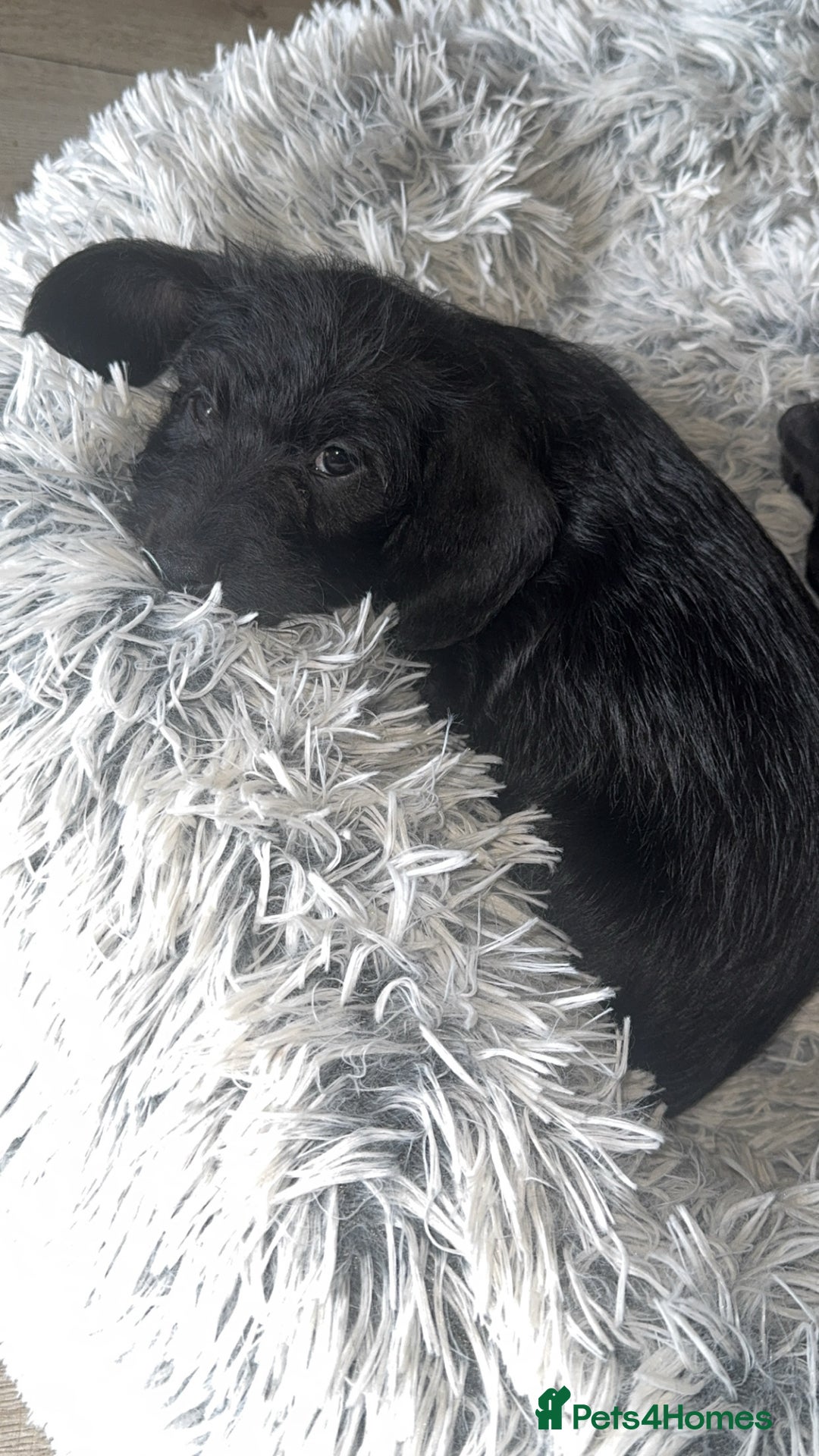 Mixed Breed dogs for sale: Doxiepoos - Image 13