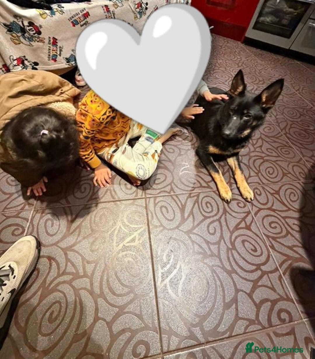 German Shepherd dogs for sale: Beautiful West Working Line German shepherd  - Advert 2