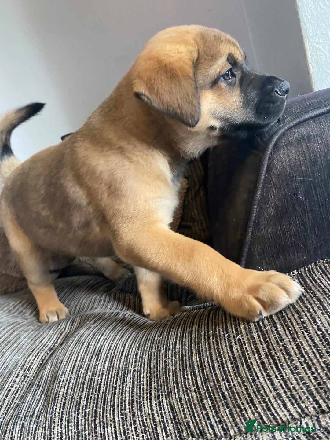 Mixed Breed dogs for sale: Rottweiler x Akita puppy  - Image 14