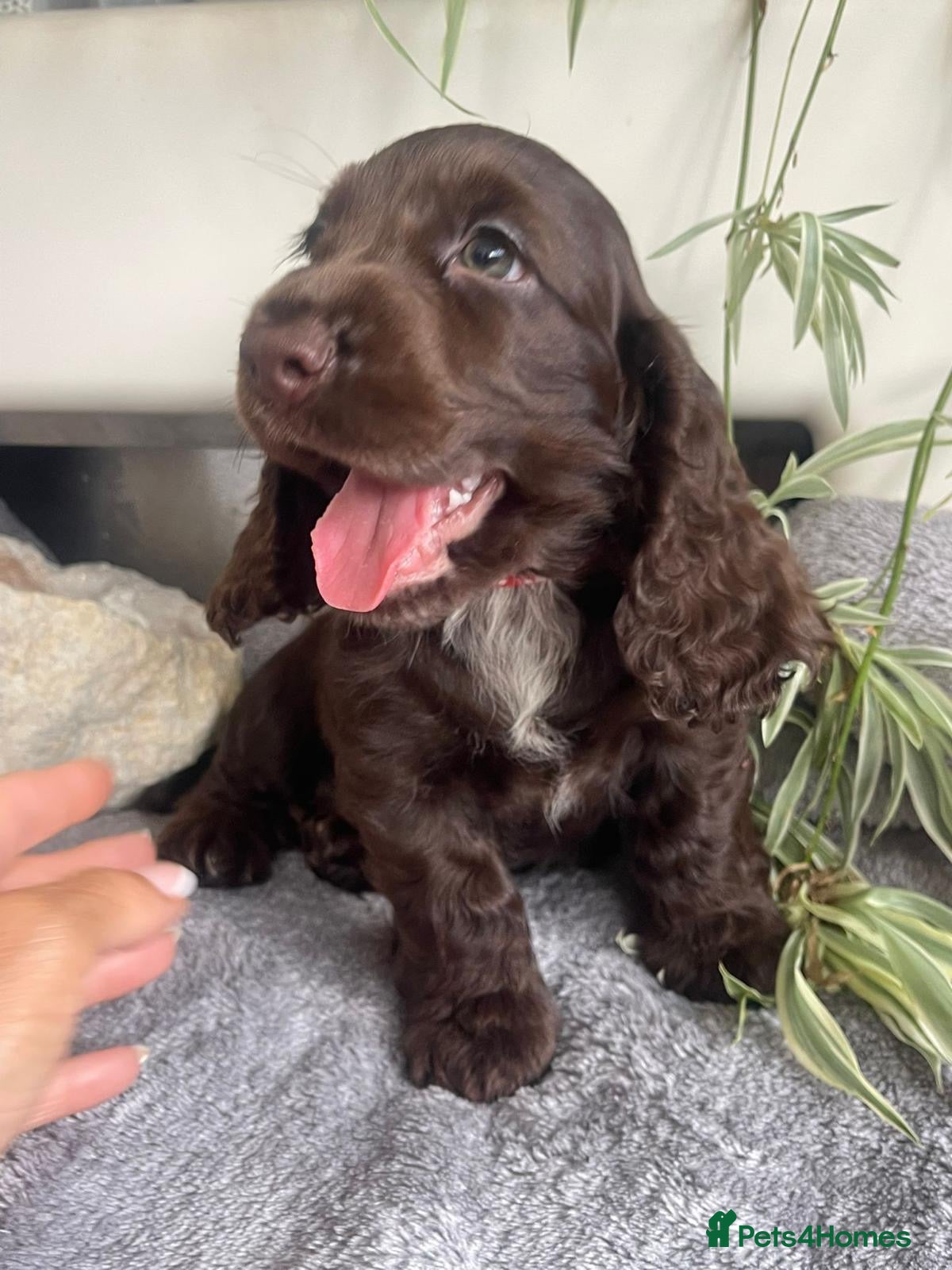 Cocker Spaniel dogs Beautiful unusual Cocker Pups - Advert 3