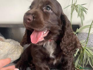 Cocker Spaniel dogs Beautiful unusual Cocker Pups - Advert 15