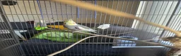 Cockatiels birds for sale: Cockatiel with cage in Nottingham - Advert 4