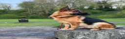 German Shepherd dogs for stud: Shadow Available for stud  - Advert 6