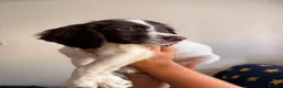 English Springer Spaniel dogs for sale: KC registered Springer Spaniel Puppies - Advert 2