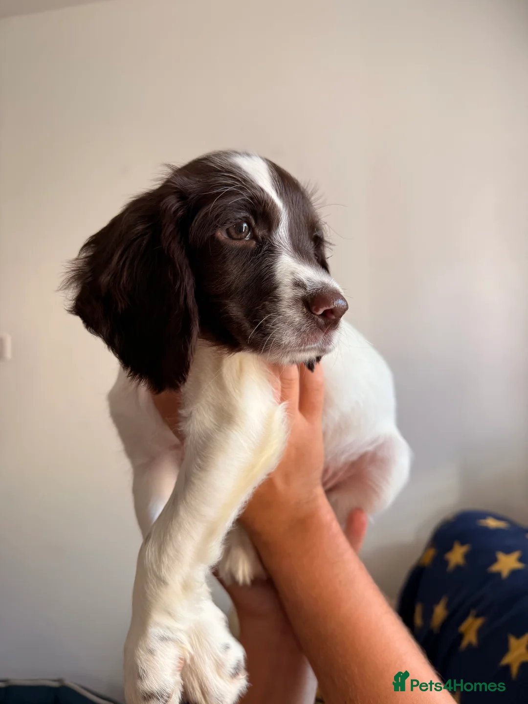 English Springer Spaniel dogs for sale: KC registered Springer Spaniel Puppies - Advert 2