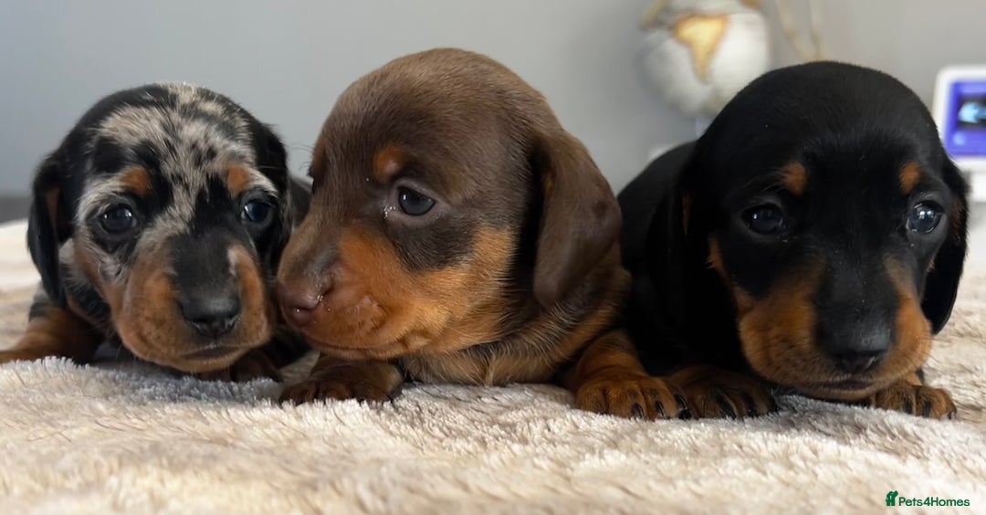 Miniature Dachshund dogs for sale: Gorgeous KC Miniature Dachshunds  - Image 2
