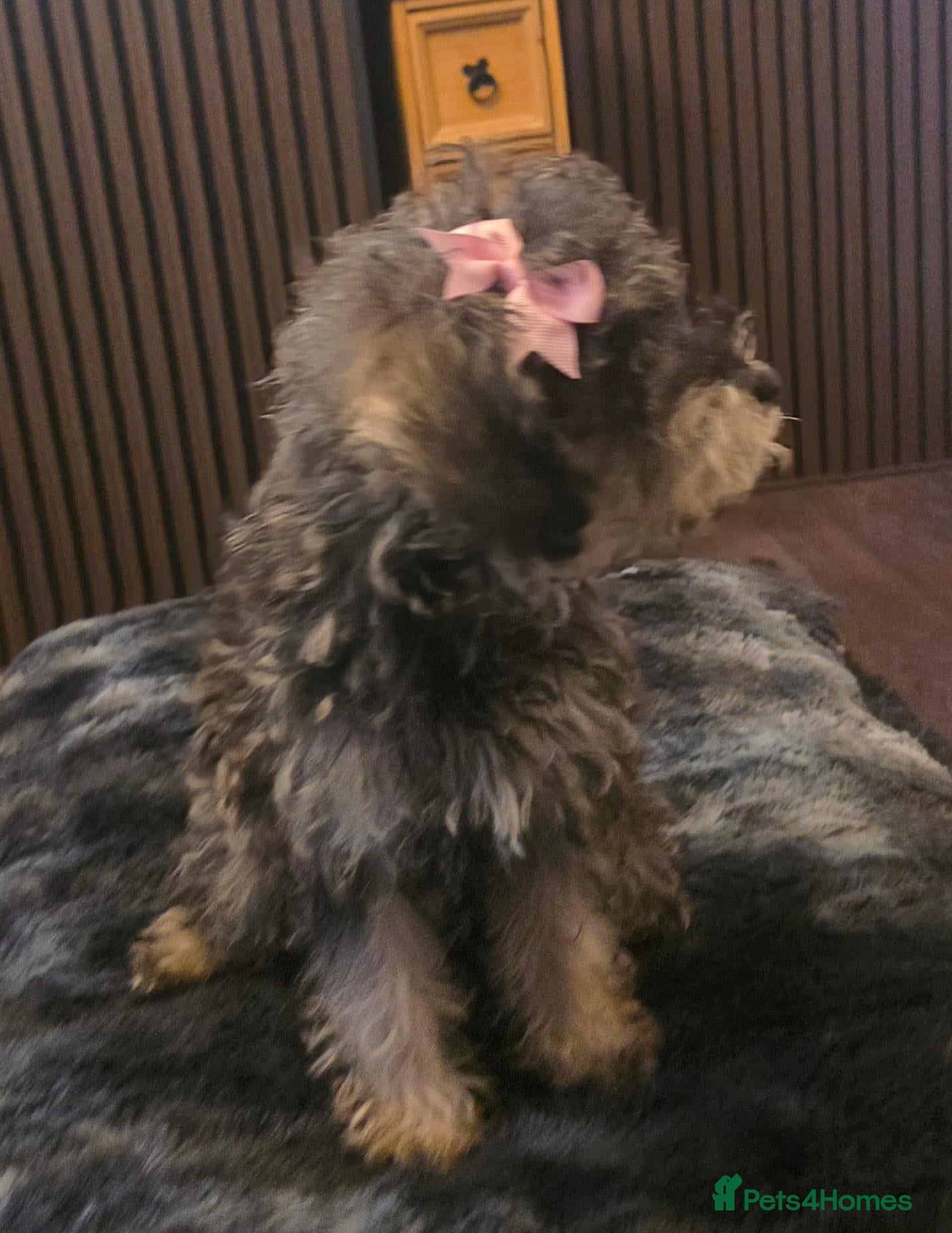Jackapoo dogs Toy poodle 3/4 puppies  - Advert 3