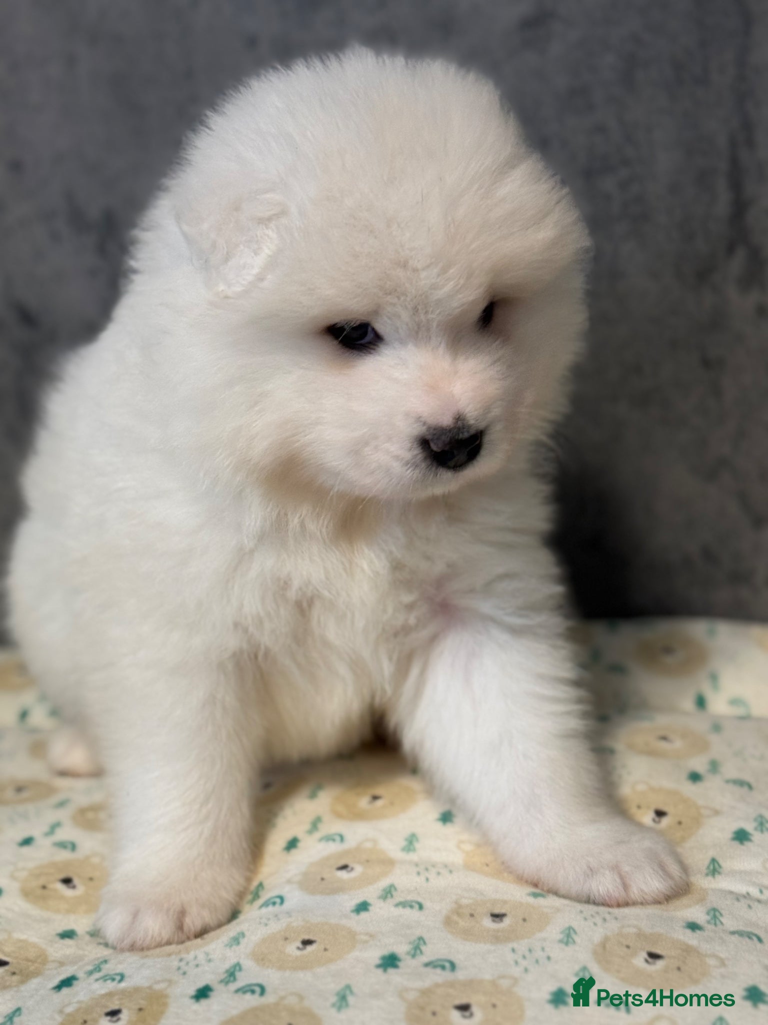 Samoyed Puppy 1