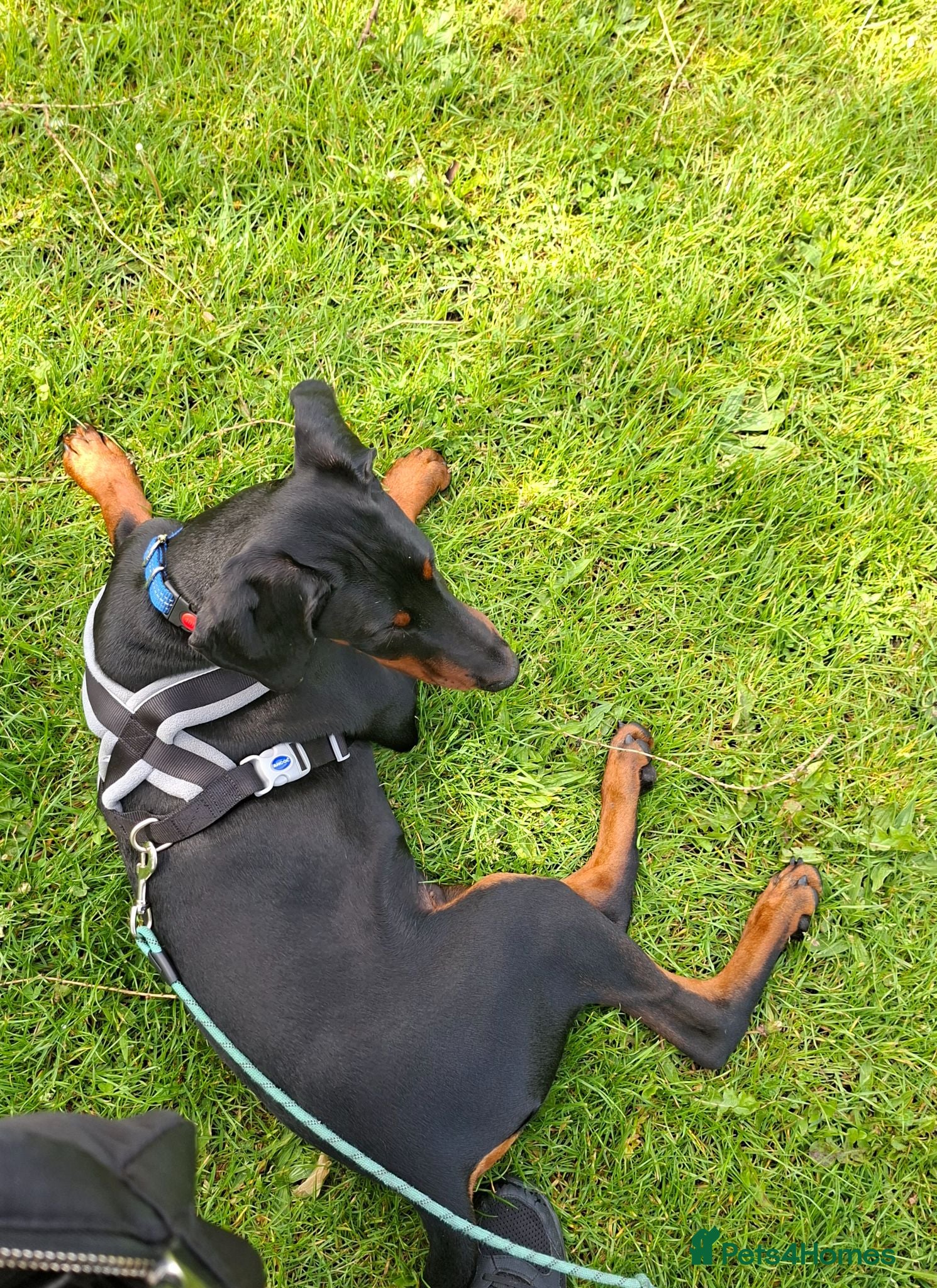 Dobermann dogs Beautiful Doberman Pup - Advert 1