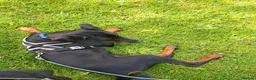 Dobermann dogs for sale: Beautiful Doberman Pup - Advert 1