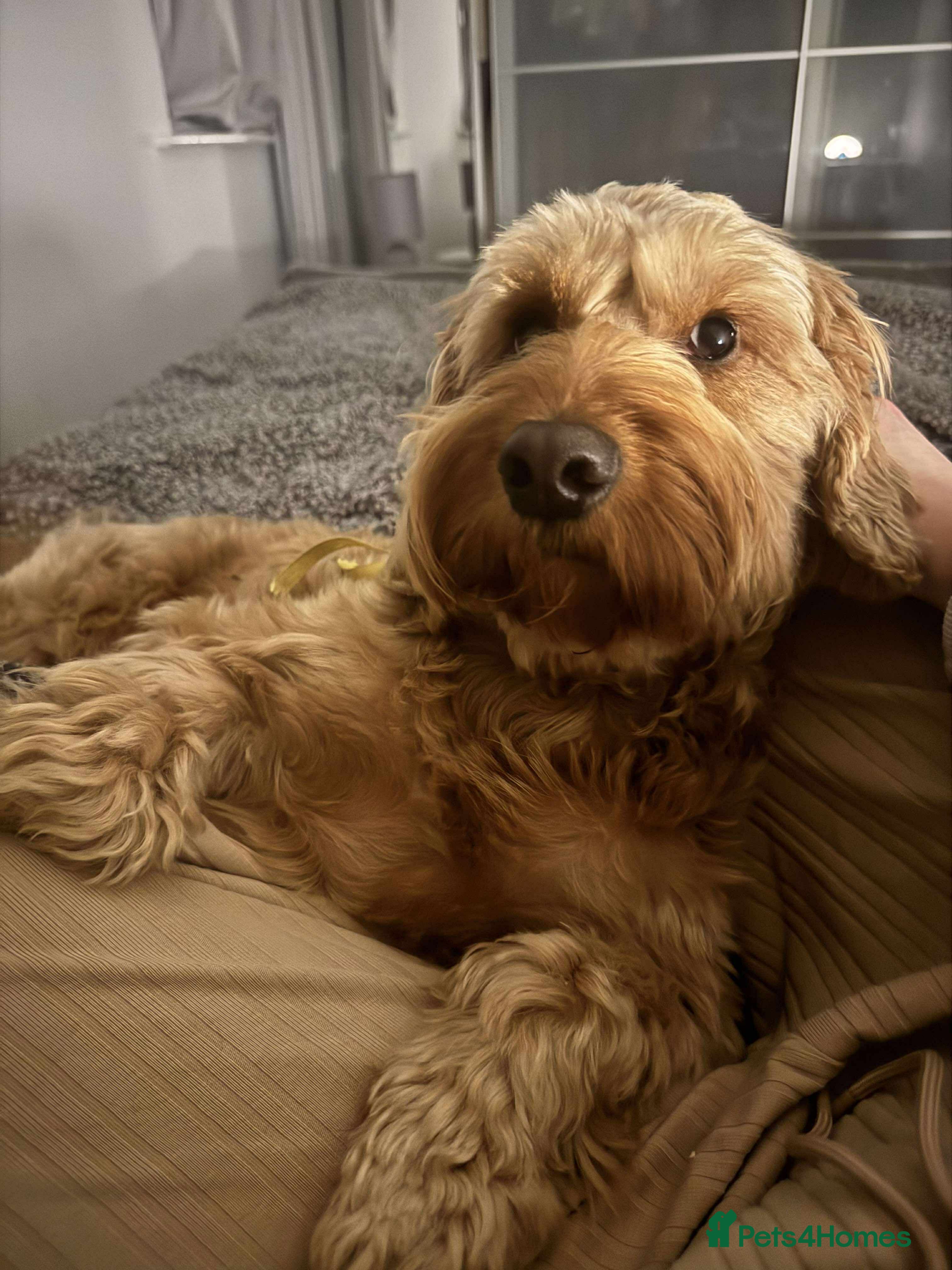 Cockapoo dogs Cockapoo for Stud  - Advert 1