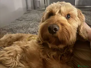 Cockapoo dogs Cockapoo for Stud - Advert 4