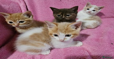 Mixed Breed cats - Advert 5