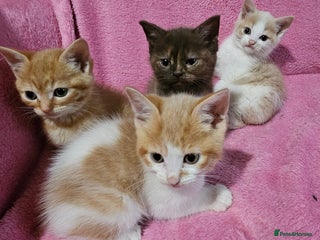 Mixed Breed cats - Advert 15