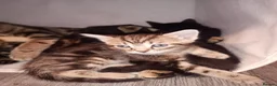 Mixed Breed cats for sale: 1 black boy and 4 girl tabby cats - Advert 15