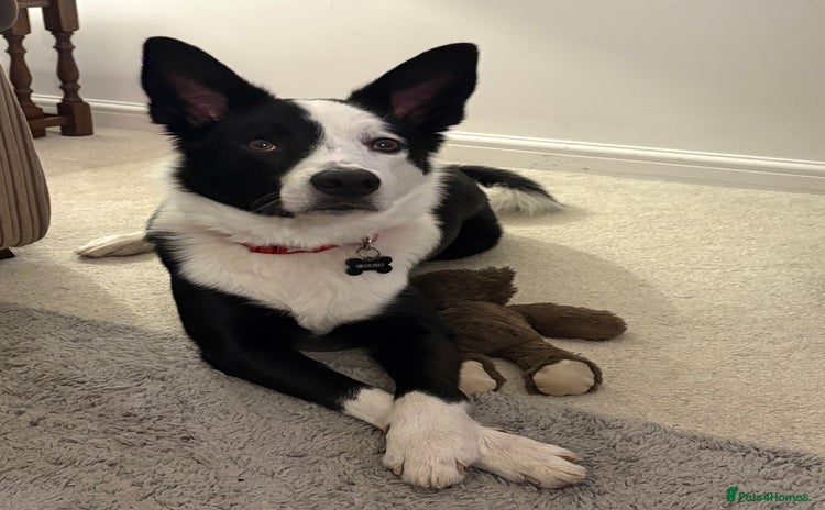 Border Collie dogs - Advert 1