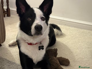 Border Collie dogs - Advert 9