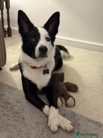 Border Collie dogs - Advert 15