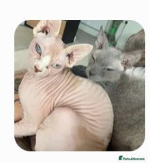 Sphynx cats REHOME 2yr old boy and girl  - Advert 17