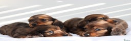 Miniature Dachshund dogs for stud: Silver dapple miniature longhaired dachshund stud in Stowmarket - Advert 19