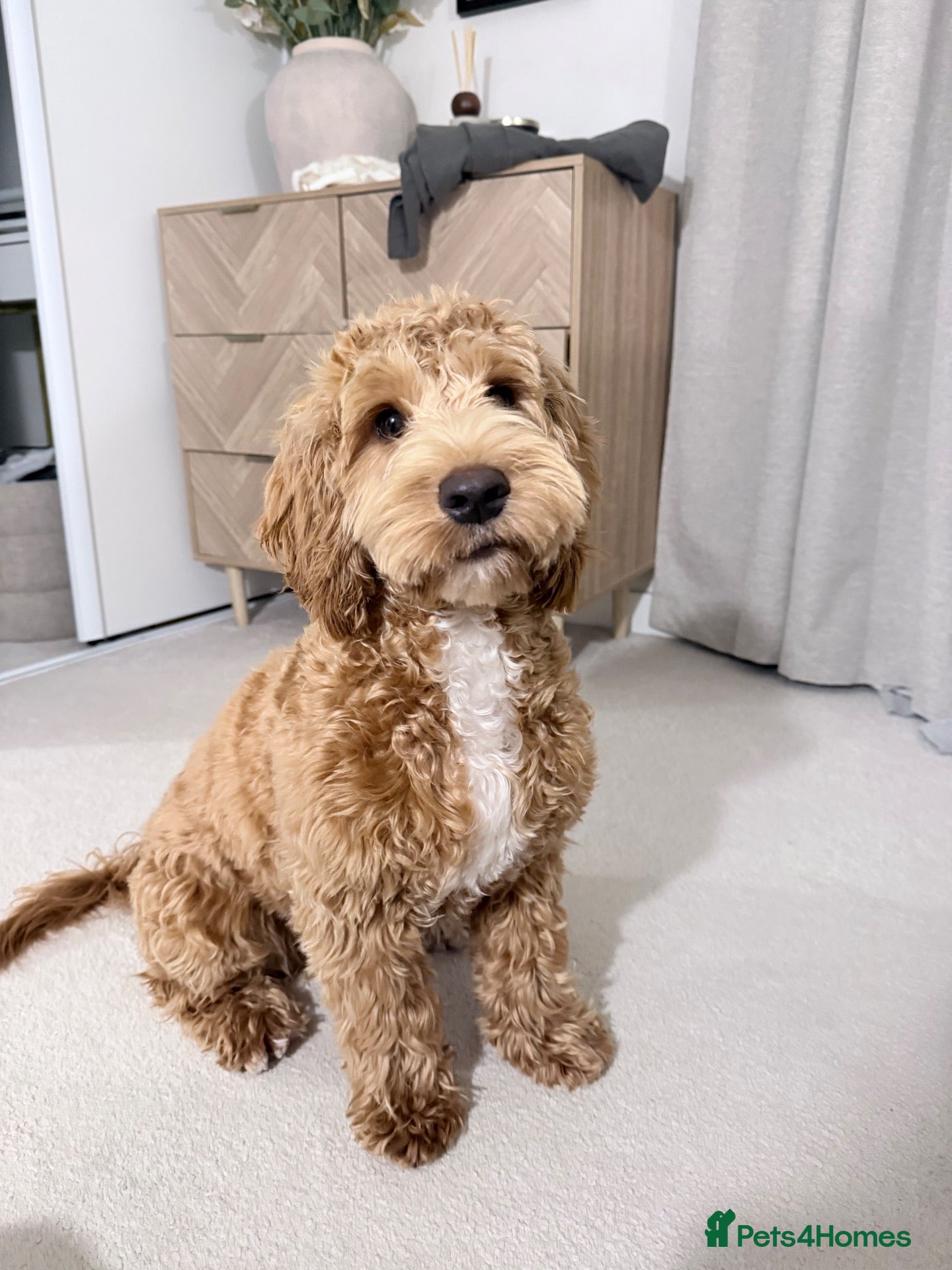 Cockapoo dogs for sale: Odin  - Advert 21