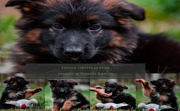 German Shepherd dogs - Advert 11