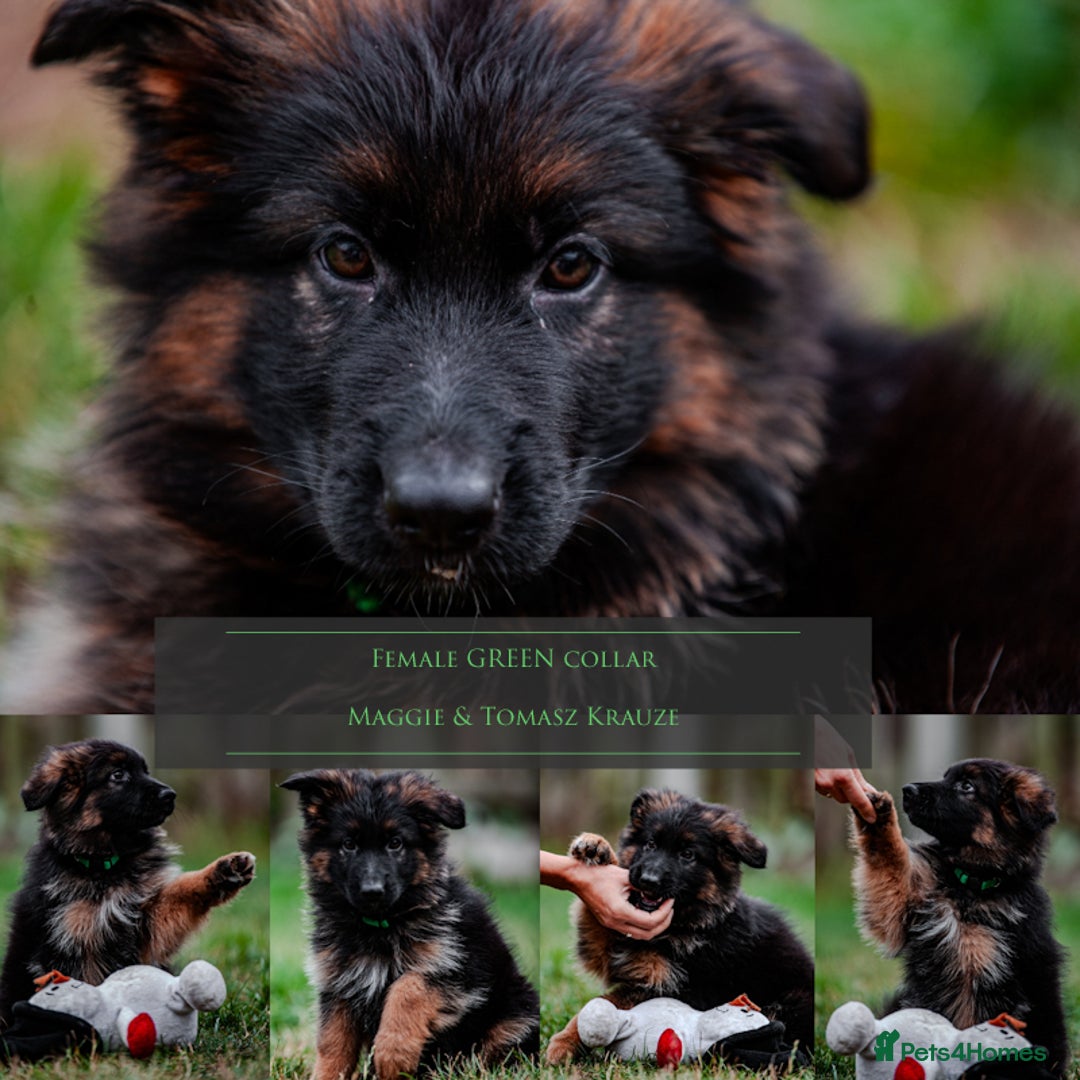 German Shepherd dogs for sale: Last available female 😍Little Paws Big Heart😍 - Image 2