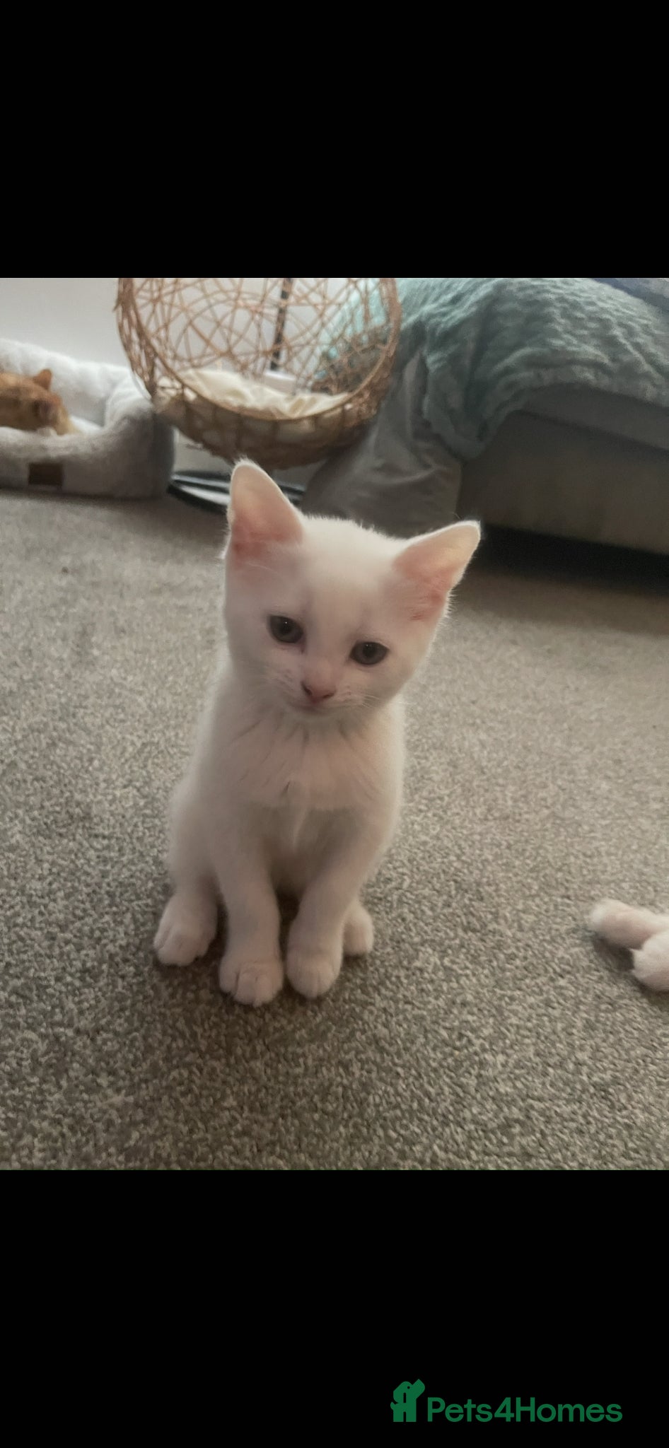 Turkish Angora cats 1 female Beautiful Turkish Angora - Advert 12