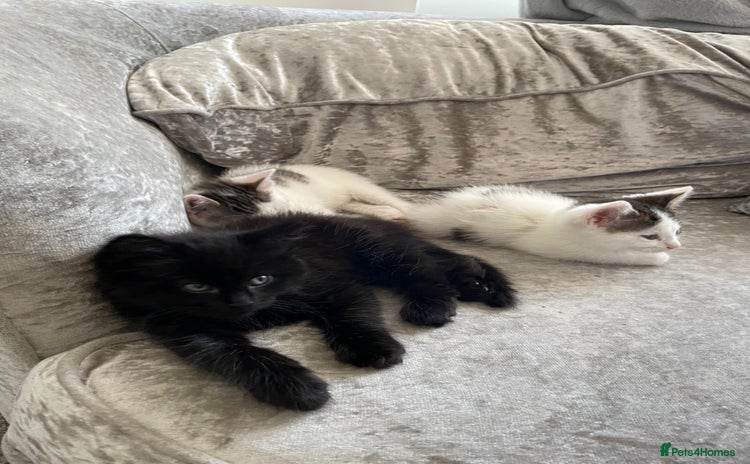 Mixed Breed cats - Advert 3