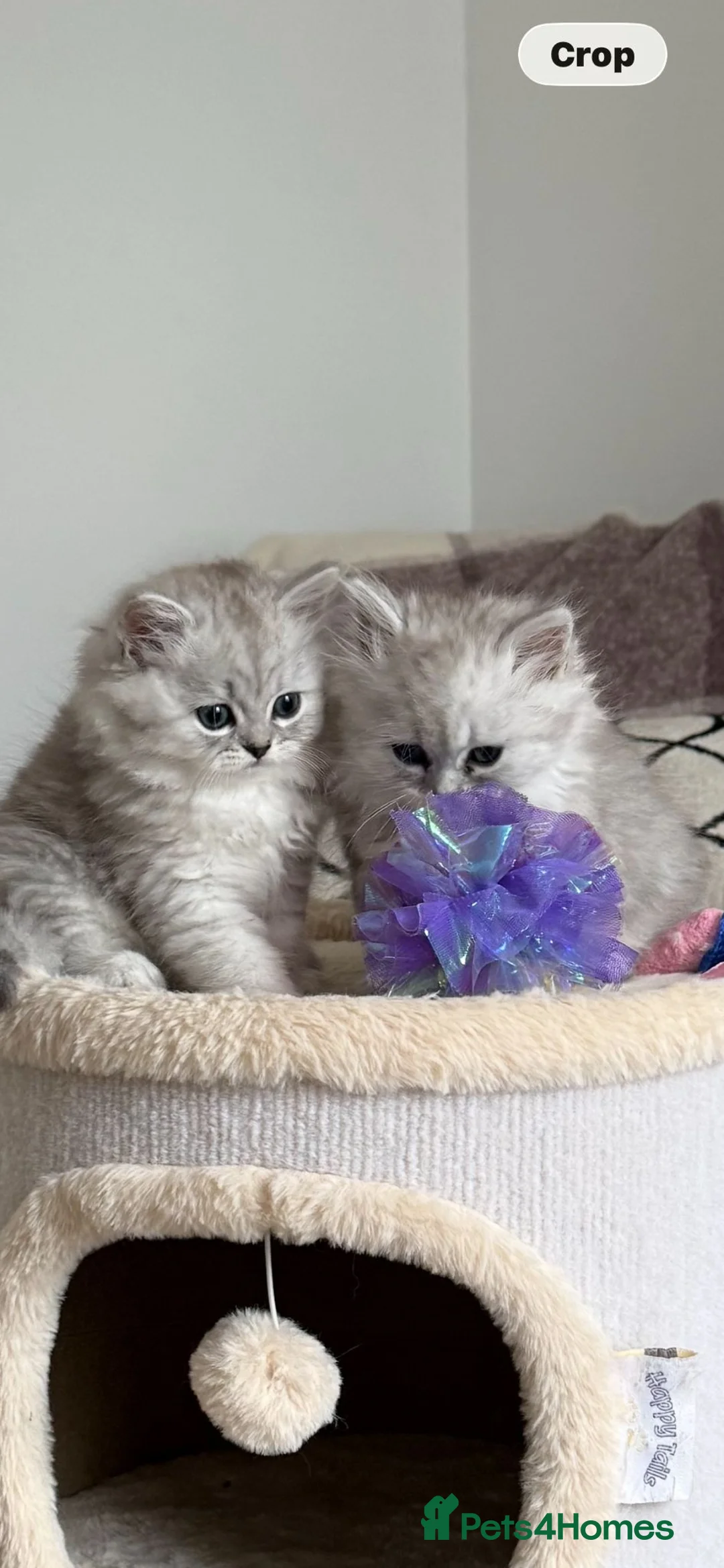 Persian cats for sale: Beautiful Persian Chinchilla Kittens – Ready Now - Advert 2