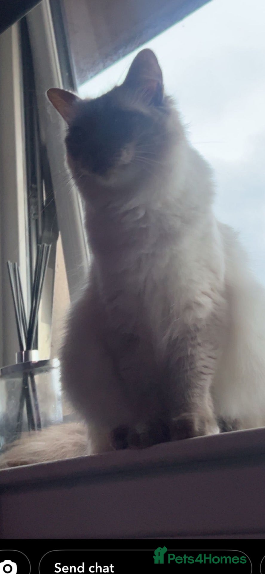 Ragdoll cats Gorgeous ragdoll kittens  - Advert 18