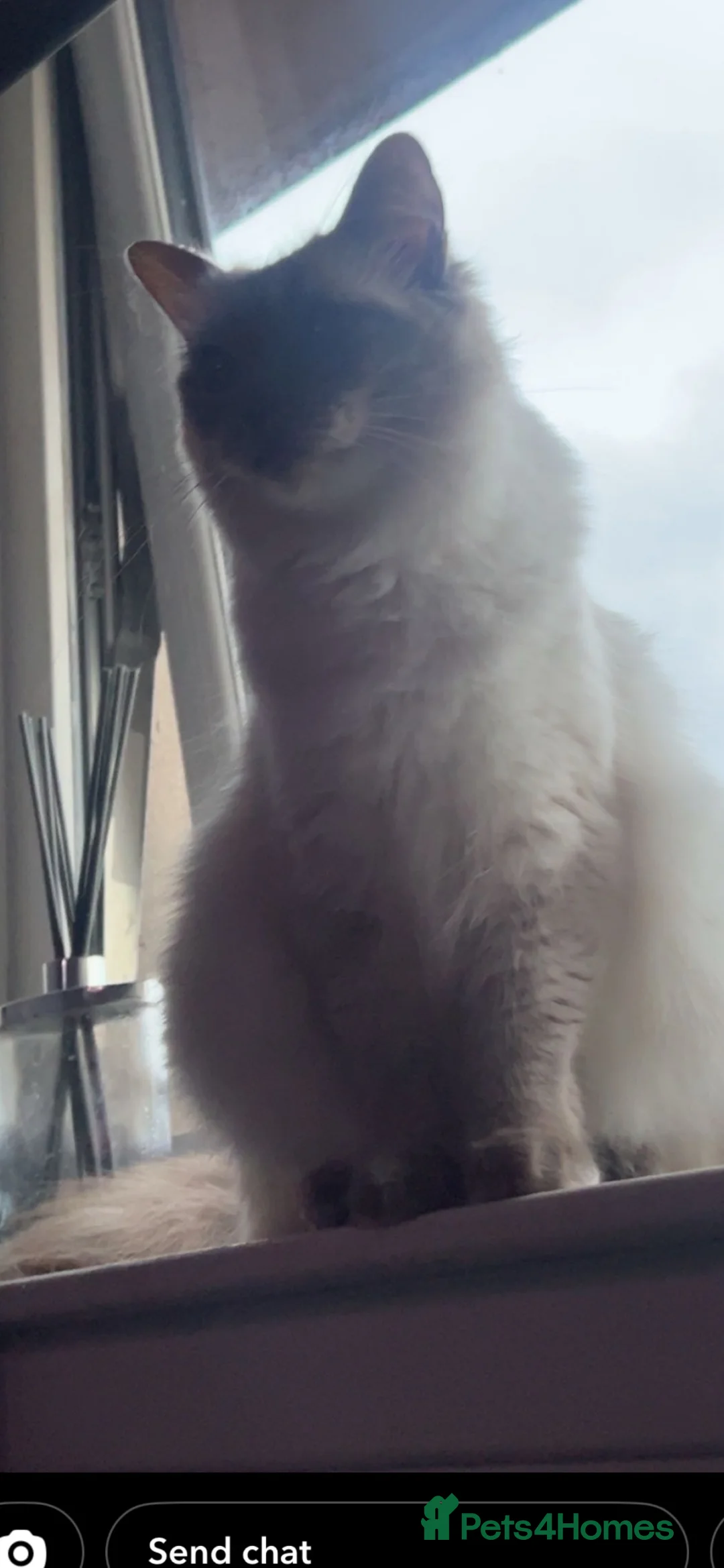Ragdoll cats for sale: Gorgeous ragdoll kittens  in Livingston - Advert 1