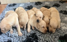 Goldador dogs for sale: Beautiful goldador puppies - Image 9