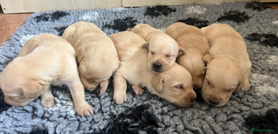 Goldador dogs for sale: Beautiful goldador puppies - Image 9