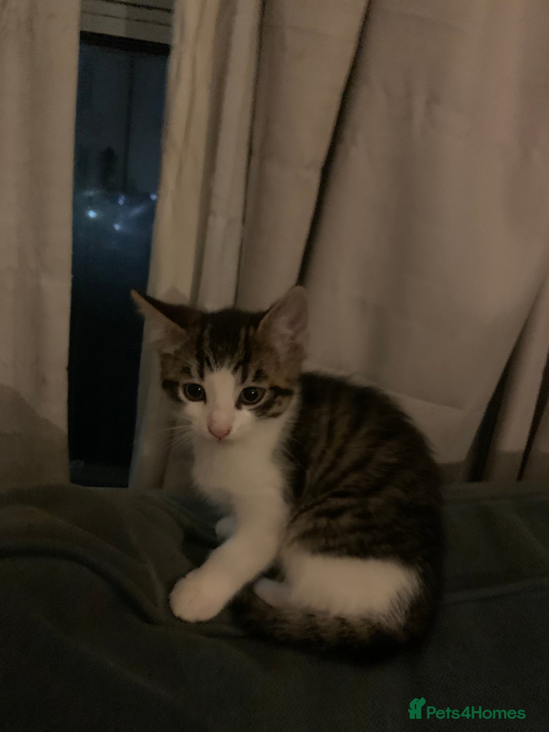 Mixed Breed cats for sale: 5 kittens for sale- ready now!! - Advert 4