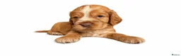Cocker Spaniel dogs for sale: Last Remaining Chocolate Show Cocker - Ready 17/07 - Advert 11