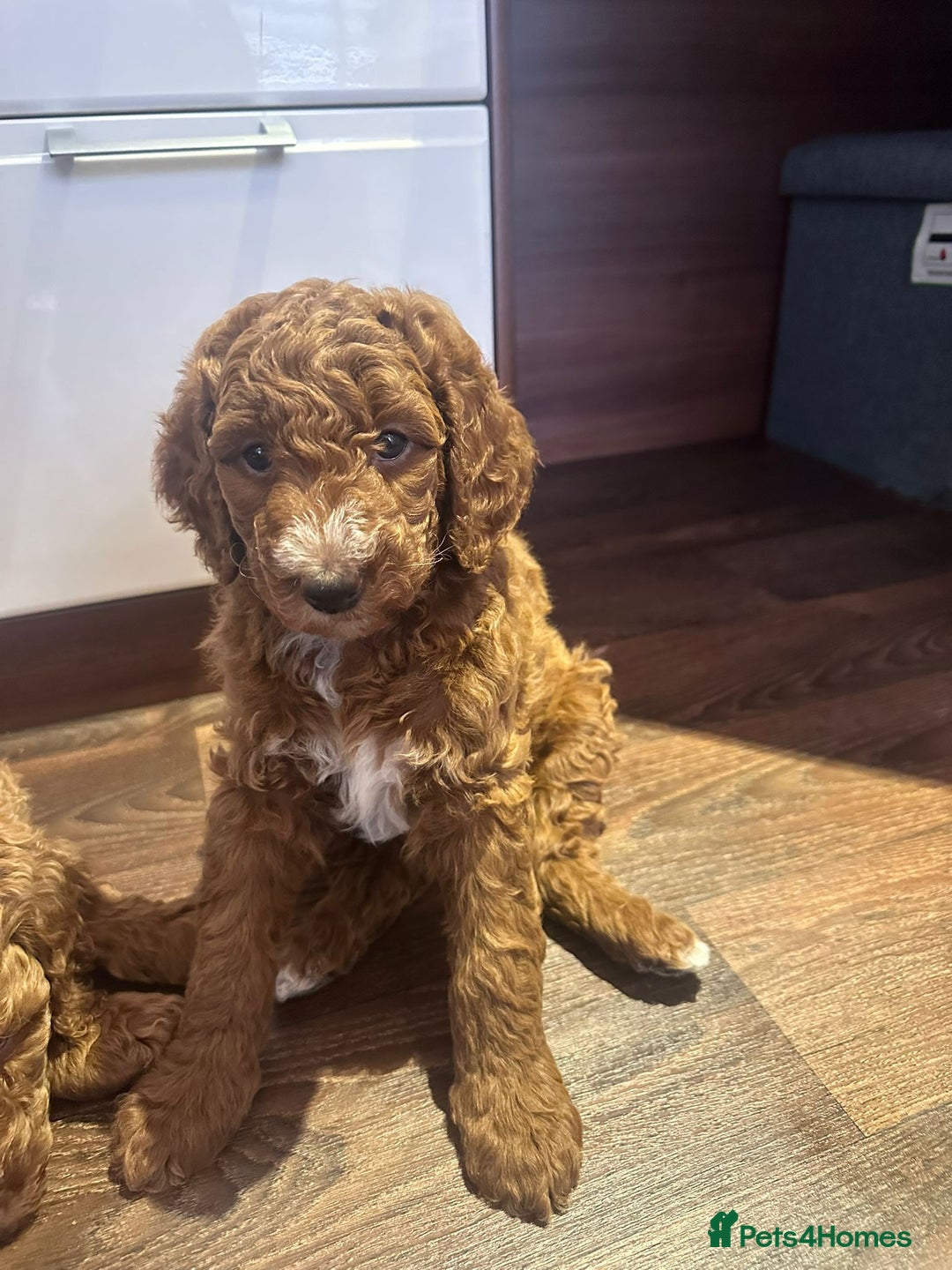 Poodle dogs for sale: Giant poodle  - Advert 3