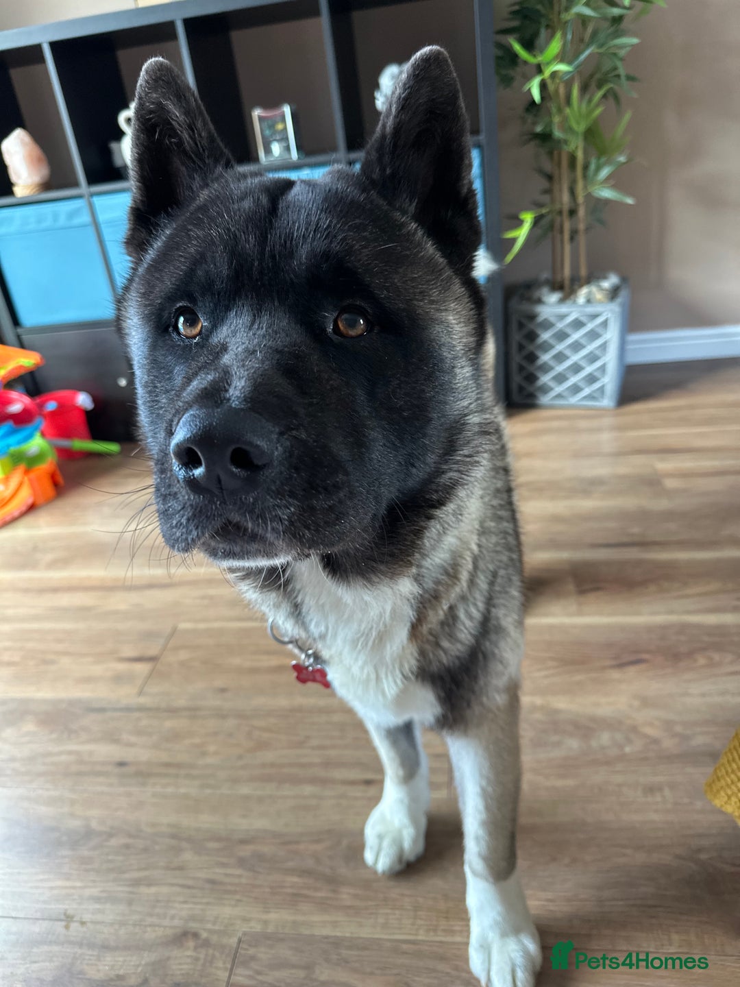 Akita dogs for sale: 4 year old Akita  - Image 14