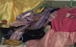 Mixed Breed cats for sale: Loki & Nova - Image 17